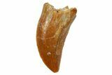 Serrated, Raptor Tooth - Real Dinosaur Tooth #249451-1